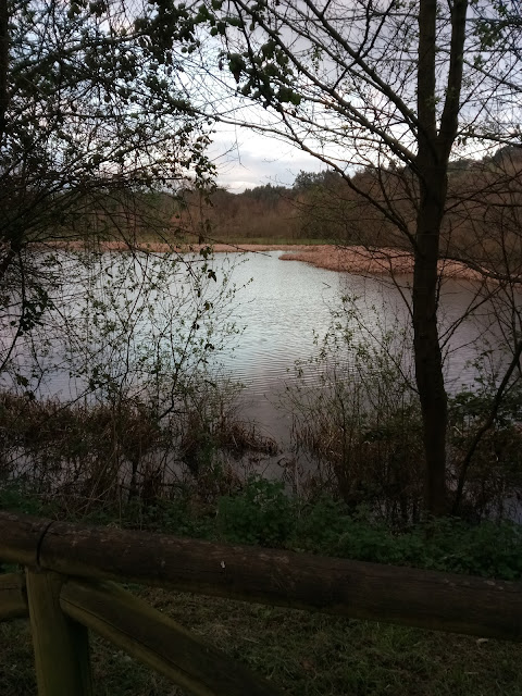 Pantano y vegetación de la Aliseda pantanosa