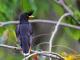 Macam-Macam Varietas Burung Jalak