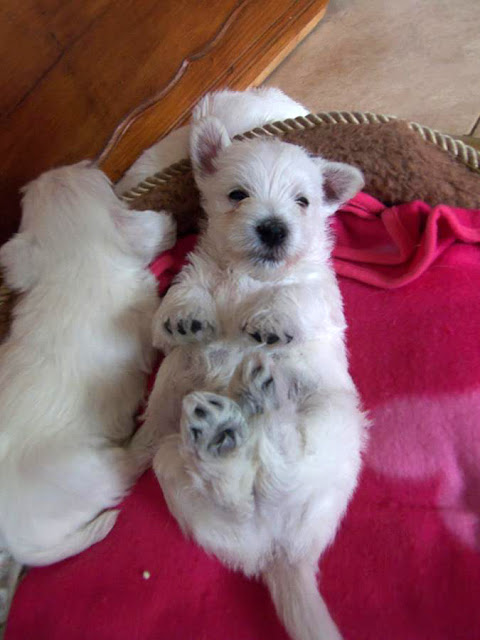 Jeden z białych szczeniaków West Highland White Terrier leży na różowym kocu, brzuszkiem do góry, z uroczym wyrazem pyska.