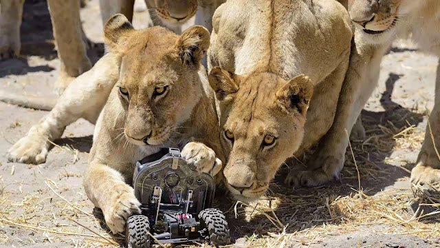 RC camera car meets a pride of lions (22 pics + video), up close and personal with a group of lions, Chris McLennan lion photos, amazing lion pictures