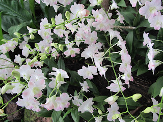 Orchids, National Orchid Garden, Singapore