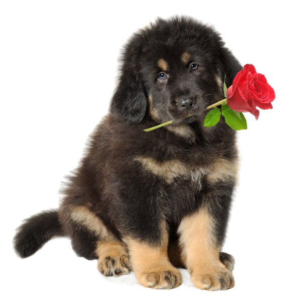 Valentine puppies