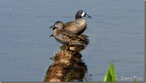 OrlandoWetlands_109