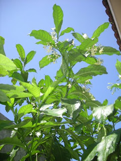 blooming tree, La Ceiba, Honduras