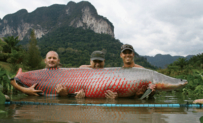 Ikan Hias Laut Langka