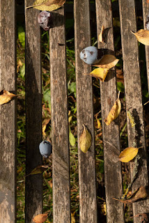 Pflaumen - trockene Blätter auf Stuhl im Garten - © K.Matijasevic