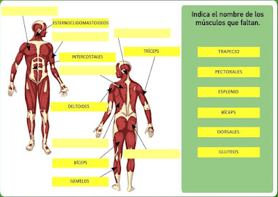 http://www.bromera.com/tl_files/activitatsdigitals/natura_6c_PA/natura6_cas_u02_pag24.swf