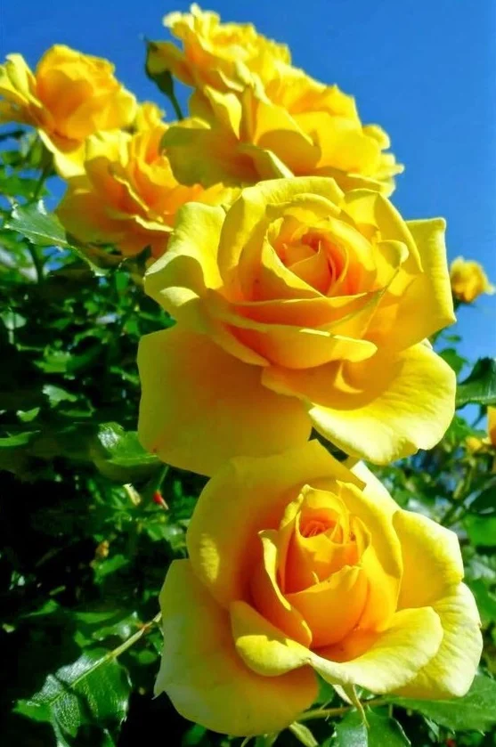 হলুদ গোলাপ ফুলের ছবি - Picture of yellow rose flower - ২০ রঙের গোলাপ ফুলের ছবি - গোলাপ ফুলের বিভিন্ন জাত - Pictures of 20 colored roses - NeotericIT.com