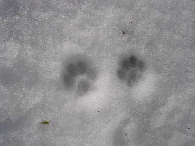 Cat tracks