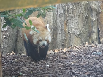 2018.06.30-048 panda roux