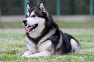 alaskan malamute dog breed puppy pets hound picture