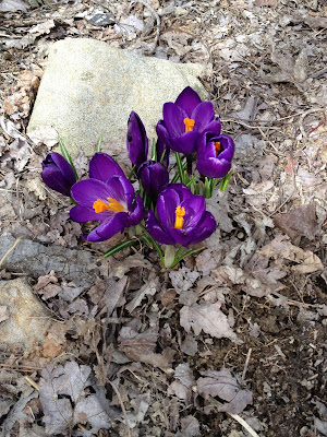 purple crocus