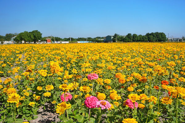 2023嘉義花海生活節20公頃波斯菊百日草花海，輕鬆拍美照