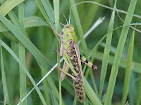 Locusta migratoria