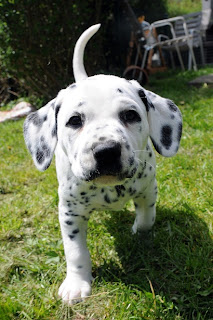 Dalmatian Puppy Pictures