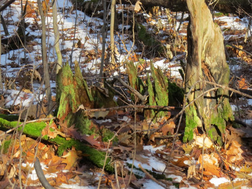 stump with moss 