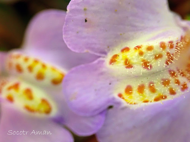 Mazus miquelii