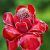 Torch Ginger