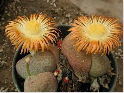 rock plant pleisnelllg40001