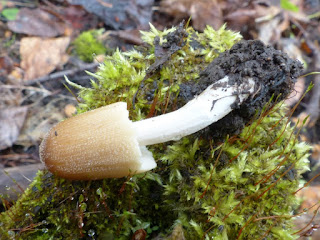 Coprin micacé - Coprinellus micaceus - Coprinus micaceus