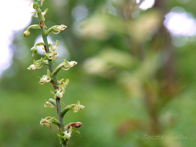 Platanthera minor