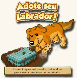 Adotar Labrador