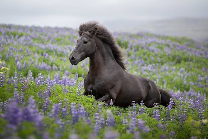 30 breathtaking pictures of horses in Icelandic landscapes!