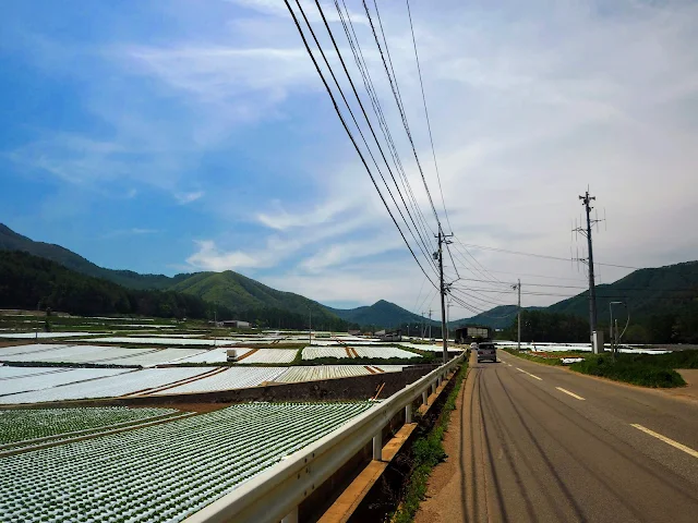 川上村　レタス畑