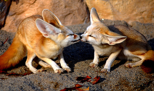 The Beauty Of Animals The Beauty Of Fennec Fox The Beauty Of Animals The Beauty Of Fennec Fox