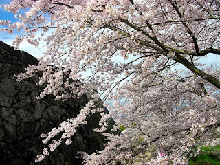 Beautiful Flowers