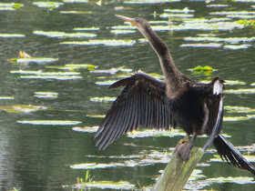 cormorant perched