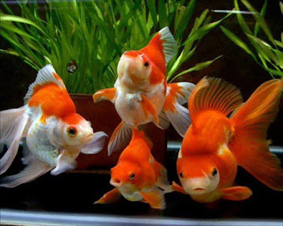 Ikan Mas Koki Melambangkan Apa?