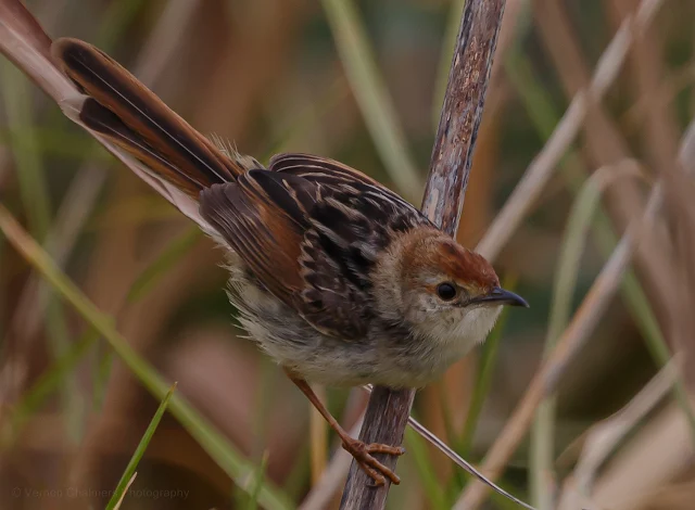 Levaillant's Cisticola Diep River Woodbridge Island Copyright Vernon Chalmers