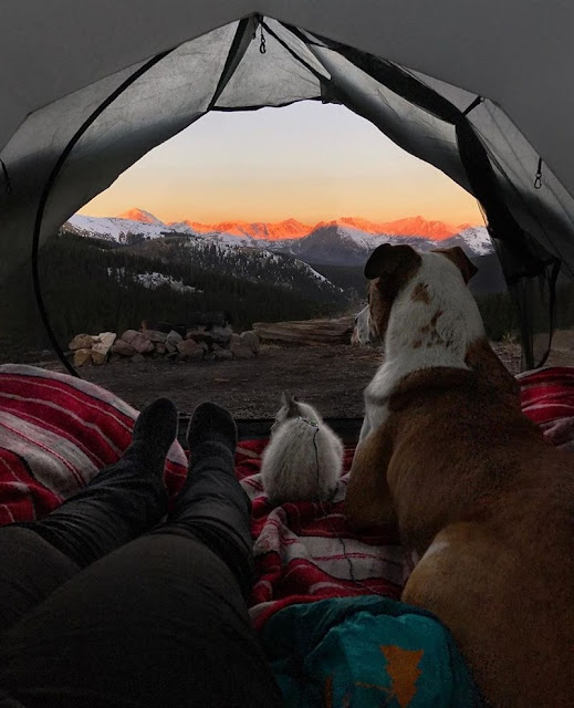 Henry-y-Baloo-compañeros-de-acampada-adorables-fotografías