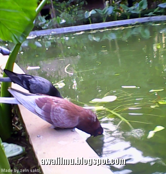Foto Burung Merpati Sedang Minum di Pinggir Kolam.jpg