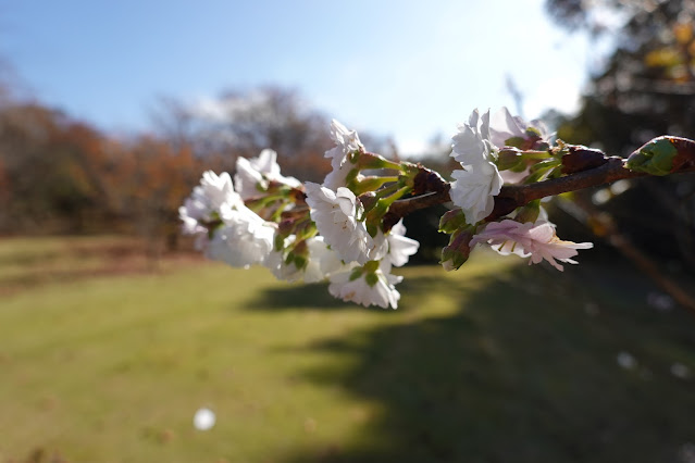 鳥取県西伯郡南部町鶴田 とっとり花回廊 桜の広場 ジュウガツザクラ（十月桜）