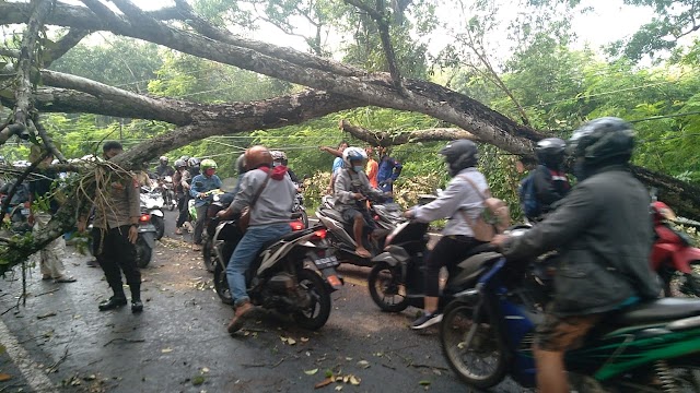Pohon Wali Kukun Tumbang Menutup Jalur Jogja-wonosari
