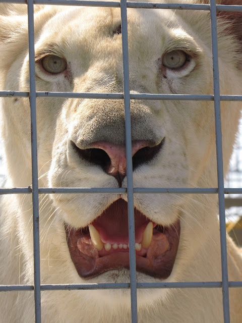 Il volto di una leonessa dietro la grata di una gabbia