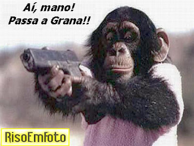 Macaco chimpanzé aponta arma como assaltante. 