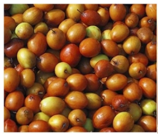 Health-Benefits-Of-Jujube