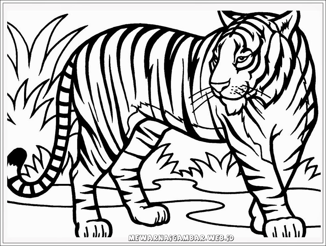 Sketsa Gambar Hewan Harimau Garlerisket