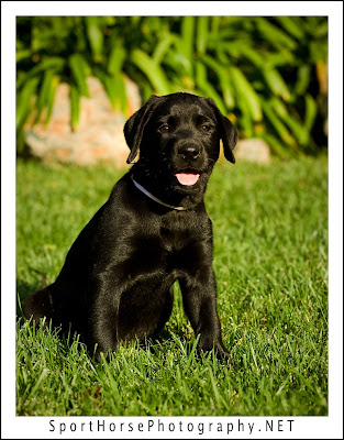 black lab golden retriever mix puppies. 2011 Black Lab Puppies