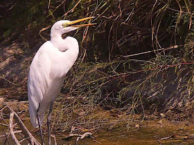 close up of egret with bill open