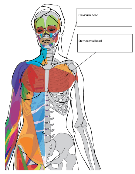 This is a table of skeletal muscles of the human anatomy. Paint Draw Paint Learn To Draw Anatomy Basics The Chest Muscle