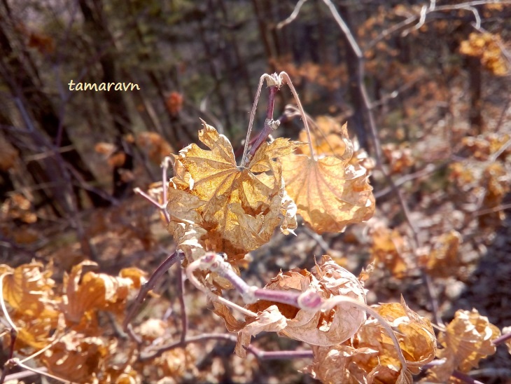 Клён ложнозибольдов (Acer pseudosieboldianum)