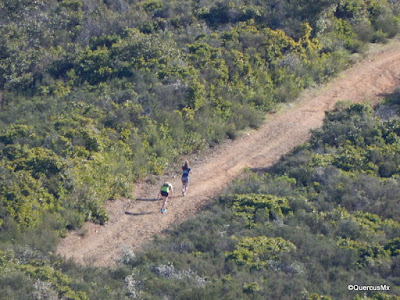 Runners in Priest Rock Trail