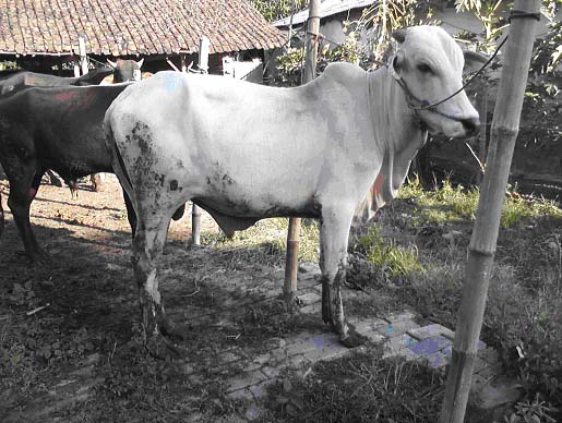 Jual Sapi Hewan Kurban di Jawa Timur: Sapi1 harga Rp 6.650.000,- (@Rp