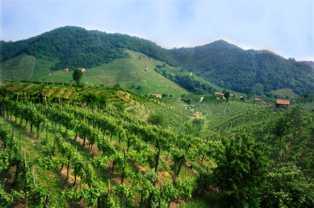 Cinco regiones de vinos espumosos a visitar