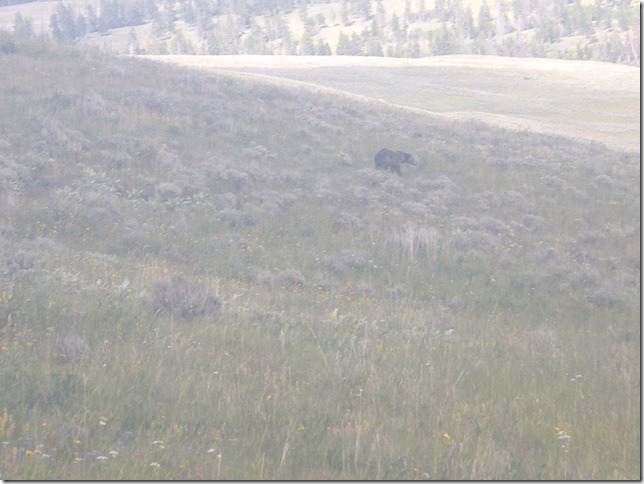yellowstone09 139