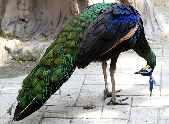 Beautiful Indian Peacock HD Wallpaper Free